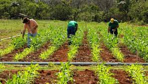 programa de apoyo a la agricultura familiar