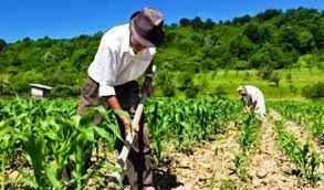 El Programa de Apoyo a la Agricultura Familiar es una iniciativa clave para fortalecer la agricultura en áreas rurales, ofreciendo recursos y asistencia a aquellos que gestionan pequeñas explotaciones agrícolas. Este programa tiene un impacto profundo en la productividad agrícola, la economía local y el bienestar de las familias involucradas. Al explorar las ventajas de este programa, se destacan múltiples beneficios que contribuyen al desarrollo integral de las comunidades rurales.

A continuación, presentamos las ventajas principales de participar en el Programa de Apoyo a la Agricultura Familiar. Desde la mejora en la productividad agrícola hasta el fortalecimiento de la seguridad alimentaria y la promoción de la sostenibilidad ambiental, este programa ofrece un conjunto de beneficios que impactan positivamente en diversos aspectos de la vida rural. 🌱💚

1. Mejora en la Productividad Agrícola 🚜🌱
Uno de los principales beneficios del programa es el aumento en la productividad agrícola. Esto se logra mediante:

Asesoramiento técnico y capacitación: Los agricultores reciben formación sobre mejores prácticas agrícolas, técnicas modernas y manejo de cultivos, lo que mejora la eficiencia y el rendimiento. 📚
Acceso a tecnologías avanzadas: Los participantes pueden acceder a herramientas y equipos modernos que facilitan el trabajo y optimizan la producción. 🛠️
2. Incremento en los Ingresos Familiares 💵👨‍👩‍👧‍👦
El programa también ayuda a aumentar los ingresos familiares al:

Mejorar la calidad y cantidad de los productos: Con técnicas mejoradas, los agricultores pueden obtener cosechas más abundantes y de mejor calidad, lo que se traduce en mayores ganancias. 📈
Facilitar la comercialización: Se proporcionan recursos para mejorar la comercialización de los productos, ayudando a acceder a nuevos mercados y obtener mejores precios. 🏷️
3. Fortalecimiento de la Seguridad Alimentaria 🥦🍅
El fortalecimiento de la seguridad alimentaria es otra ventaja clave del programa:

Producción local sostenida: Al apoyar a los agricultores familiares, se promueve la producción de alimentos en la región, reduciendo la dependencia de suministros externos. 🌍
Diversificación de cultivos: Se fomenta la diversificación de cultivos, lo que contribuye a una dieta más variada y equilibrada en las comunidades locales. 🍎
4. Promoción de la Sostenibilidad Ambiental 🌳🌿
El programa promueve prácticas agrícolas sostenibles que benefician al medio ambiente:

Uso eficiente de recursos: Se enseñan técnicas para usar agua y suelo de manera más eficiente, lo que ayuda a conservar estos recursos esenciales. 💧
Prácticas de cultivo orgánico: Se fomenta la adopción de prácticas orgánicas que reducen el impacto ambiental y mejoran la salud del suelo. 🌱
5. Apoyo a la Inclusión Social y Económica 🤝🏡
El programa también tiene un impacto positivo en la inclusión social y económica:

Empoderamiento de mujeres y jóvenes: Se brindan oportunidades específicas para mujeres y jóvenes en el ámbito agrícola, fomentando su participación y desarrollo en el sector. 👩‍🌾👨‍🌾
Fortalecimiento de la comunidad: Al apoyar a los agricultores familiares, se contribuye al desarrollo económico de las comunidades rurales, fortaleciendo el tejido social. 🌍
6. Acceso a Asesoramiento y Apoyo Técnico 🧑‍🔬📈
Los participantes del programa tienen acceso a:

Asesoramiento personalizado: Se proporciona orientación especializada en áreas como nutrición de cultivos, manejo de plagas y enfermedades, y técnicas de cultivo avanzadas. 🧑‍🌾
Capacitación continua: Se ofrecen cursos y talleres regulares para mantenerse al día con las últimas innovaciones y técnicas agrícolas. 📚
7. Fomento del Desarrollo Rural 🏘️🌻
El programa también impulsa el desarrollo rural de manera integral:

Inversión en infraestructura: Se apoyan proyectos para mejorar la infraestructura rural, como caminos, sistemas de riego y almacenamiento, lo que facilita el acceso a recursos y mercados. 🛤️
Creación de empleo: Al mejorar la productividad y expandir el sector agrícola, se generan nuevos empleos en las comunidades rurales. 👷‍♀️
8. Mejora en la Calidad de Vida 🌟🏡
Finalmente, el programa contribuye a una mejora en la calidad de vida de las familias agricultoras:

Acceso a servicios básicos: Con mayores ingresos y estabilidad, las familias pueden invertir en educación, salud y otras necesidades esenciales. 🏥📚
Estabilidad económica: La mayor productividad y mejores ingresos proporcionan una mayor seguridad económica, reduciendo el riesgo de crisis financieras para las familias. 💪
Conclusión

El Programa de Apoyo a la Agricultura Familiar ofrece una serie de ventajas significativas que van más allá de la simple mejora de la producción agrícola. Desde el aumento de los ingresos familiares y la seguridad alimentaria hasta el apoyo a la sostenibilidad ambiental y el desarrollo rural, este programa desempeña un papel crucial en la promoción del bienestar y la prosperidad de las comunidades rurales. Aprovechar estos beneficios no solo fortalece la agricultura familiar, sino que también contribuye al crecimiento y desarrollo integral de las áreas rurales. 🌾🚀