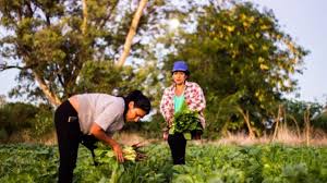 programa de apoyo a la agricultura familiar